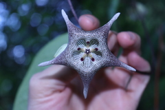 Spider Orchid (Dictyanthus)