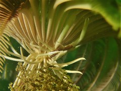 Allogalathea elegans