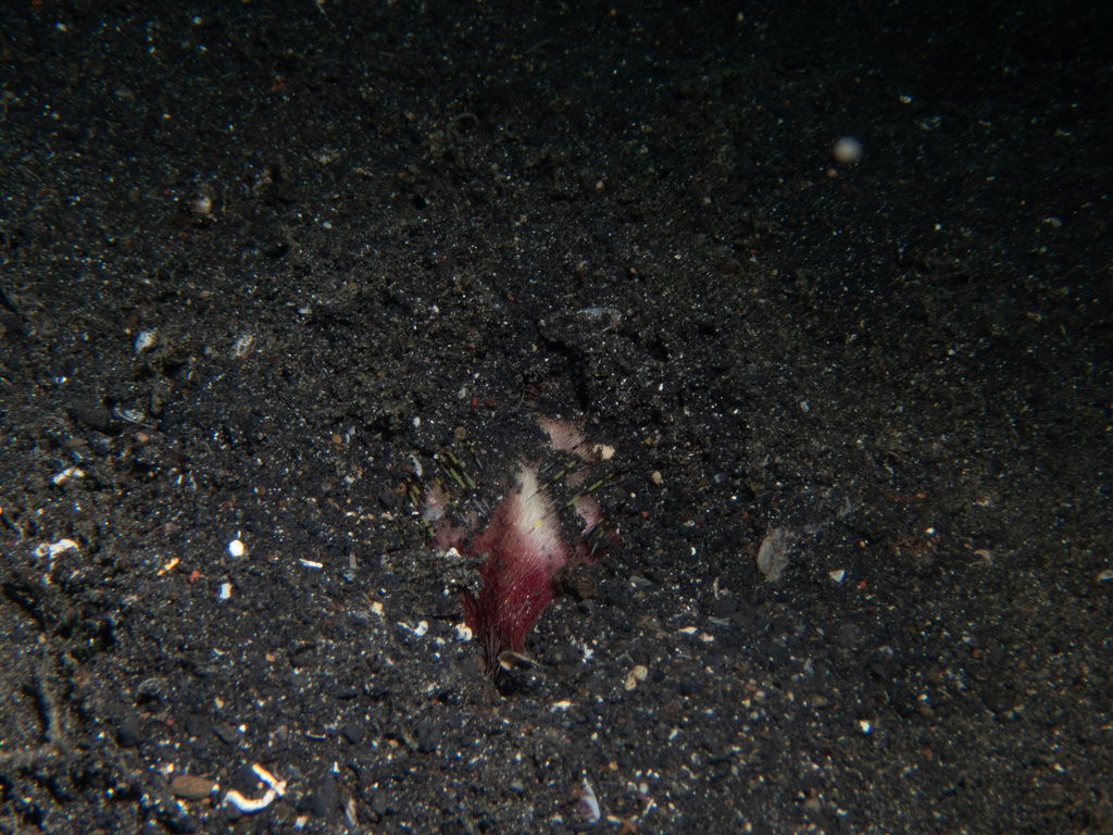 Lovenia elongata