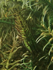 Synalpheus stimpsonii