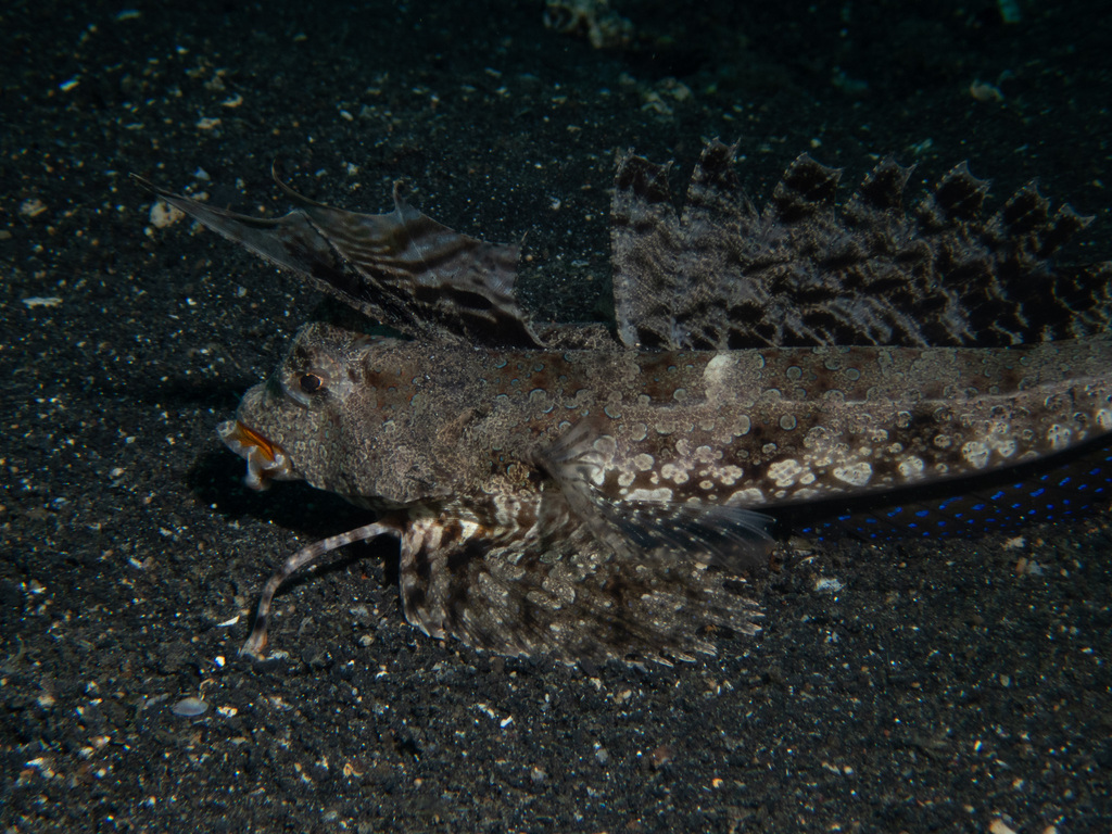 Finger Dragonet