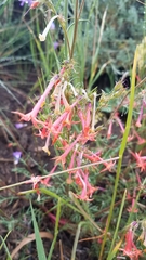 Ipomopsis aggregata aggregata