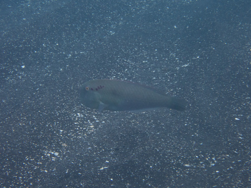 Fivefinger razorfish (Iniistius pentadactylus) — Labridae — 5