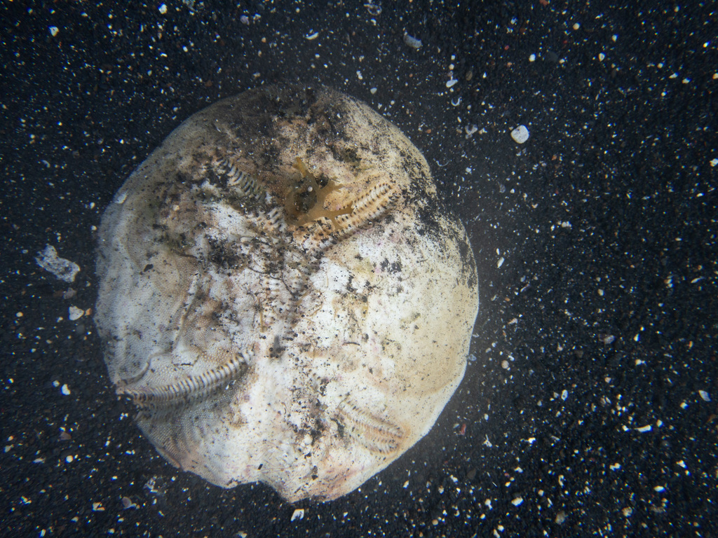 Metalia sternalis