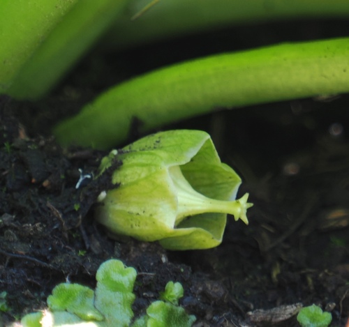 Image of Guthriea capensis by (c) desertnaturalist, some rights reserved (CC BY)