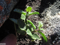 Teedia pubescens