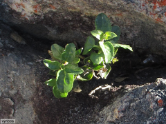Teedia pubescens