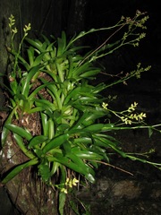 Catopsis morreniana