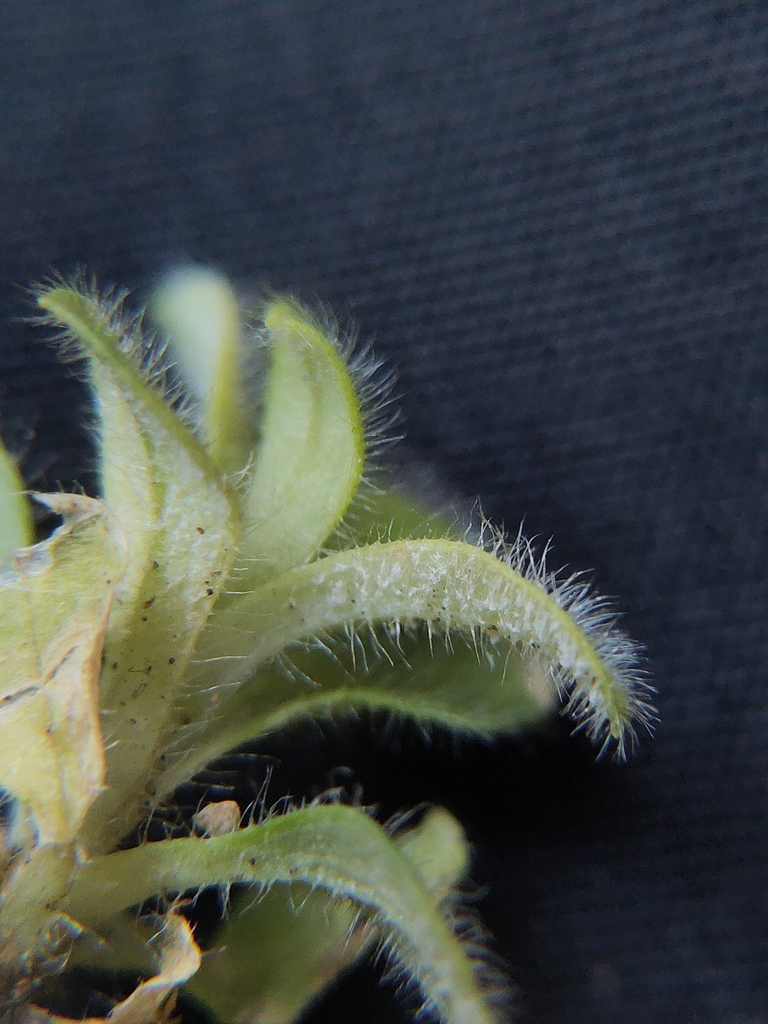 Peronospora conferta