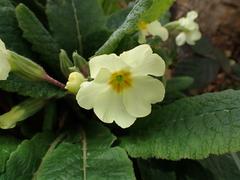 Polyanthus Primrose (Primula polyantha)