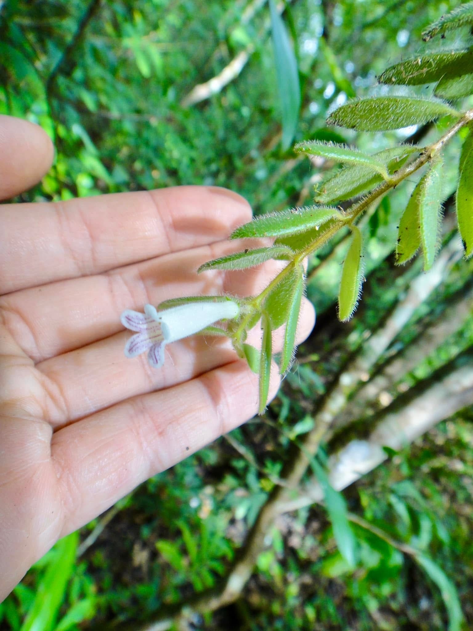 Aeschynanthus chiritoides C.B.Clarke