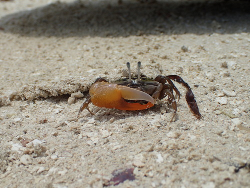 Gelasimus jocelynae image