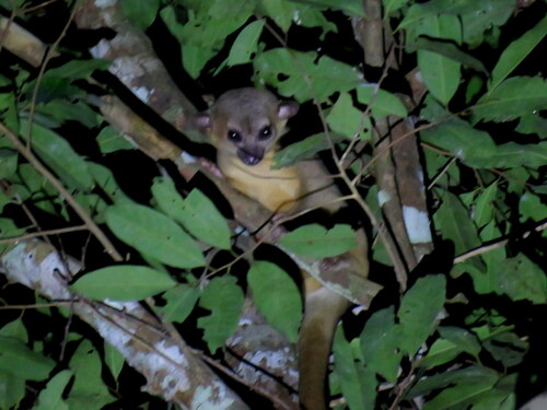 Amazonas Kinkajou