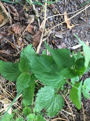 Lamium album
