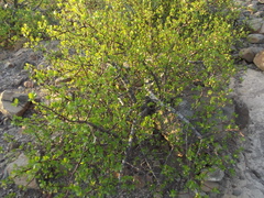Bursera epinnata