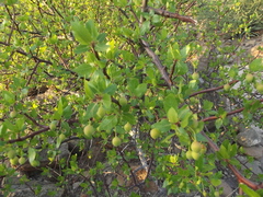 Bursera epinnata