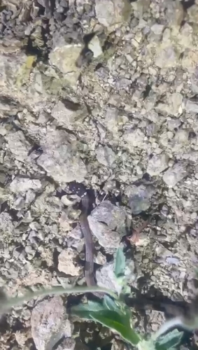 Black-necked Centipede Snake