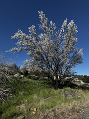 Prunus dulcis