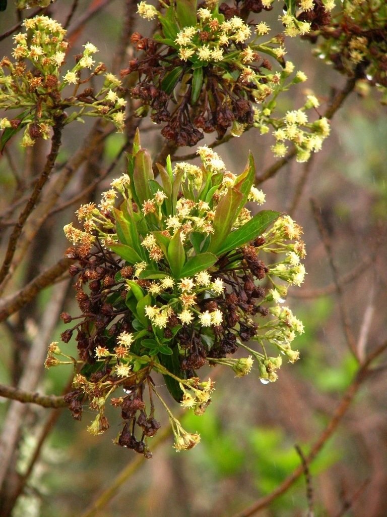 Baccharis coronata