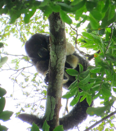 Vanzolini's Bald-faced Saki