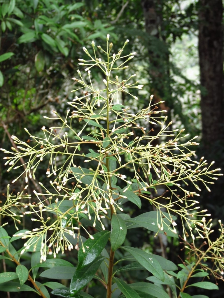 Baccharis rufidula