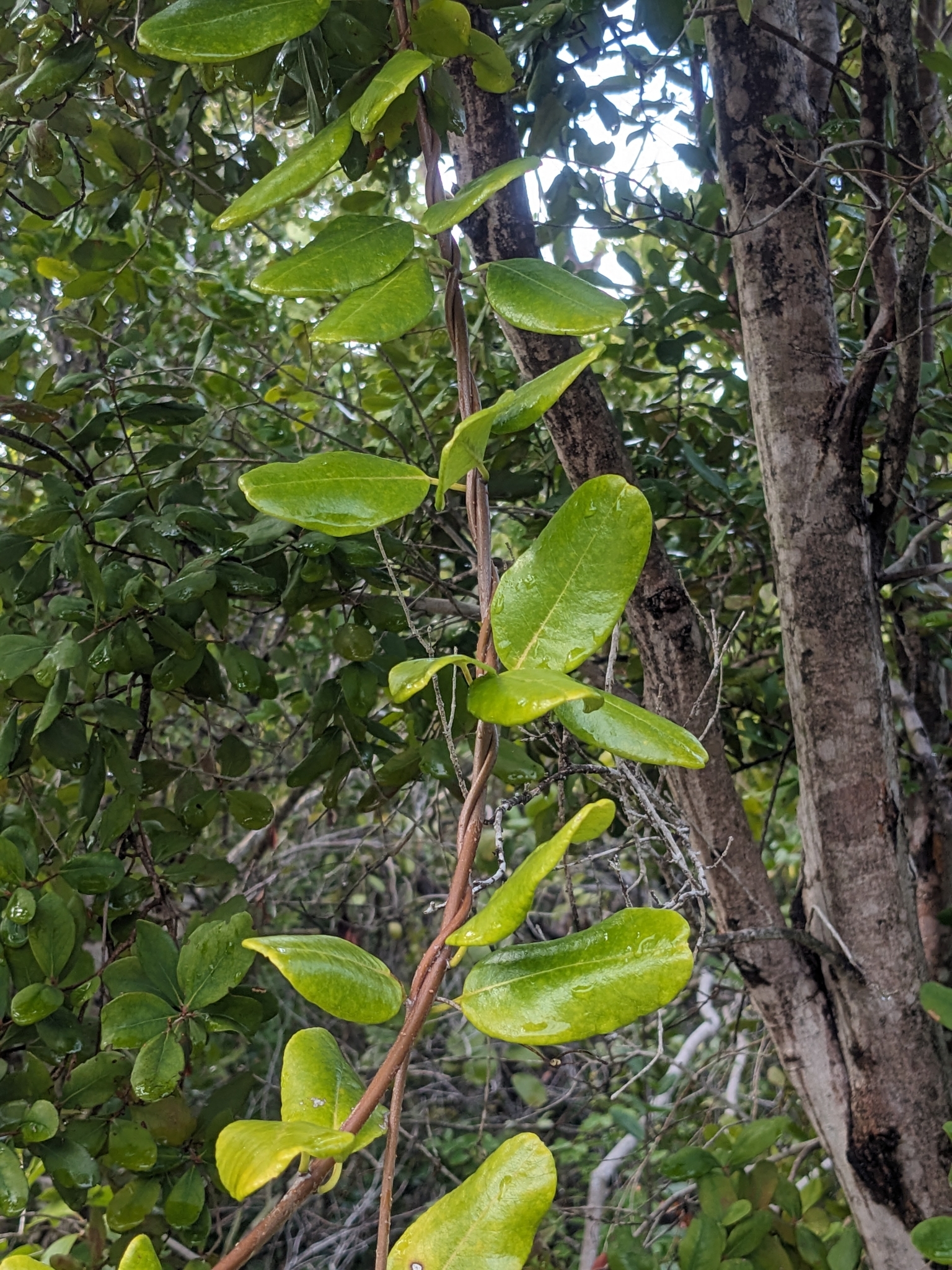 Imagem de Alamanda-de-praia
