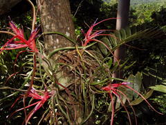 Tillandsia bulbosa