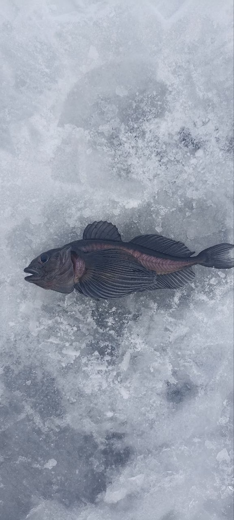 Longfin Baikal sculpin (Cottocomephorus inermis) — Cottocomephoridae