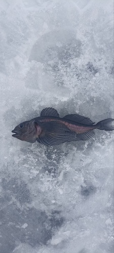 Longfin Baikal sculpin