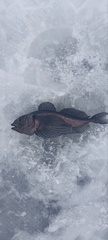 Longfin Baikal Sculpin photo 1