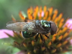 Copestylum vesicularium