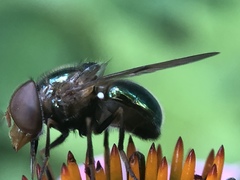 Copestylum vesicularium