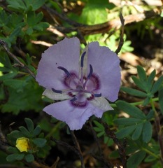 Calochortus nudus