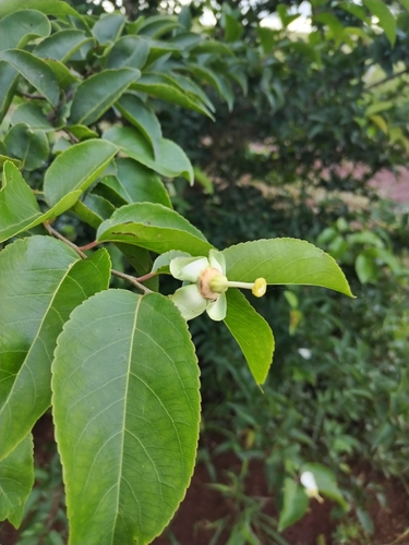 Foto de Fruta-de-macaco
