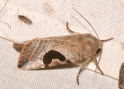 Hypotrix lunata