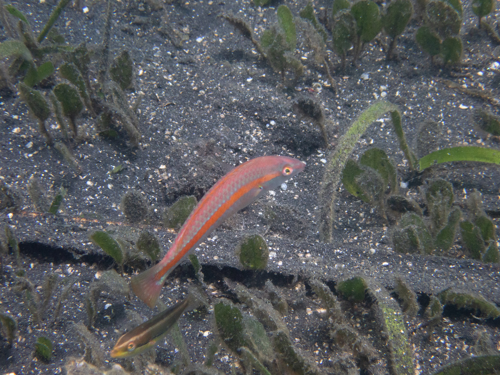 Goldstripe Wrasse
