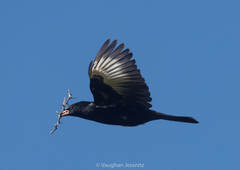 Red-Billed Buffalo Weaver photo 5