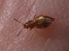 Eusphalerum luteum