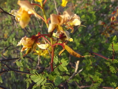 Erythrostemon placidus