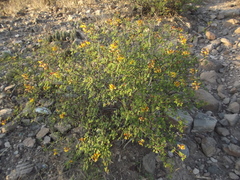 Erythrostemon placidus