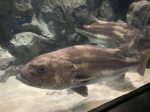 オオクチイシナギ