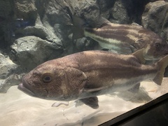 Striped Giant Sea Bass photo 1