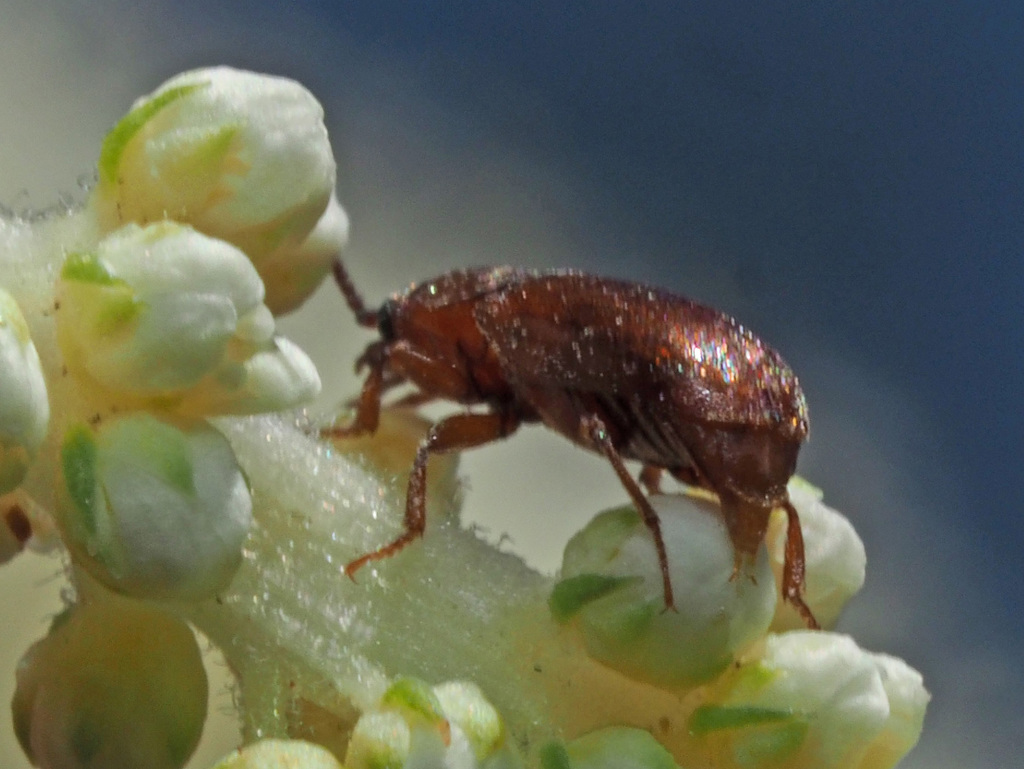 Antherophagus canescens