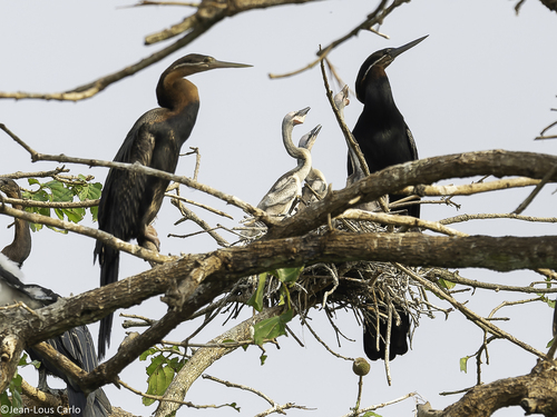 African Darter