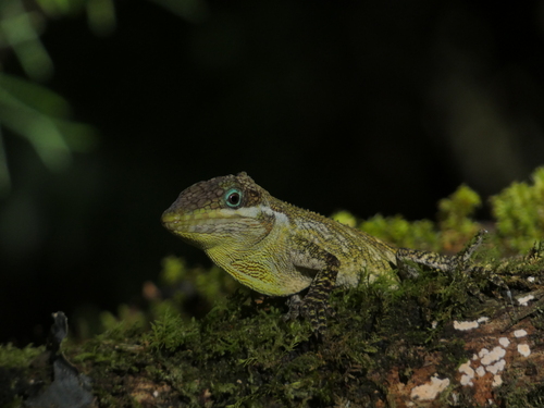 Anolis tetarii