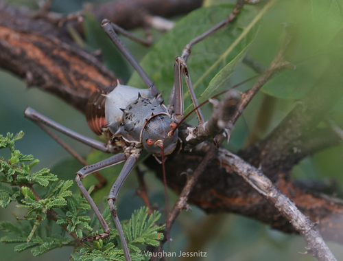 Brown Armoured Corncricket