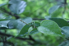Croton fragilis