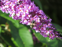 Eristalis alpina