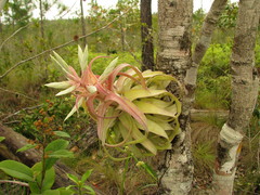Tillandsia streptophylla