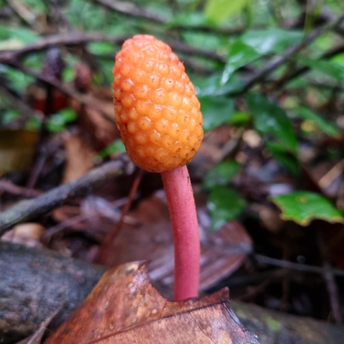 Foto de Cipó-chumbo